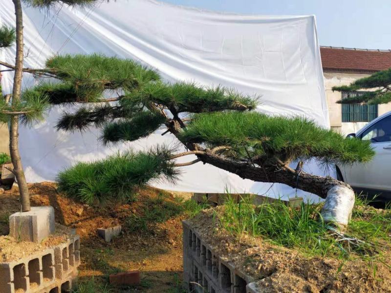 精品邻水造型松迎客松移栽多年保证成活率