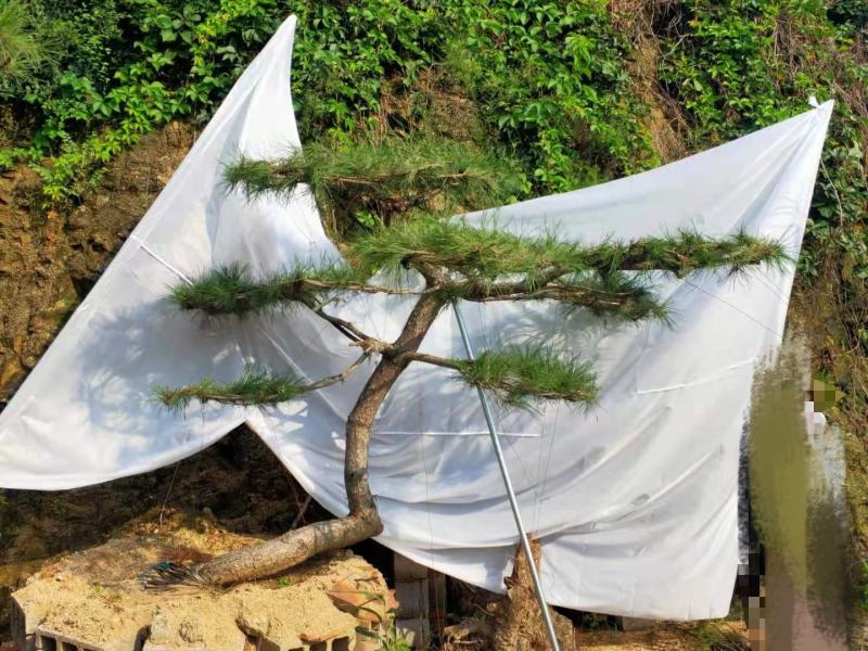 精品邻水造型松迎客松移栽多年保证成活率