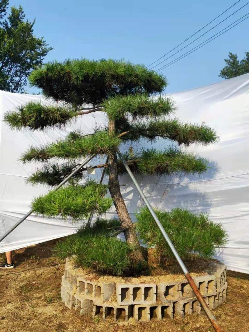 精品邻水造型松迎客松移栽多年保证成活率