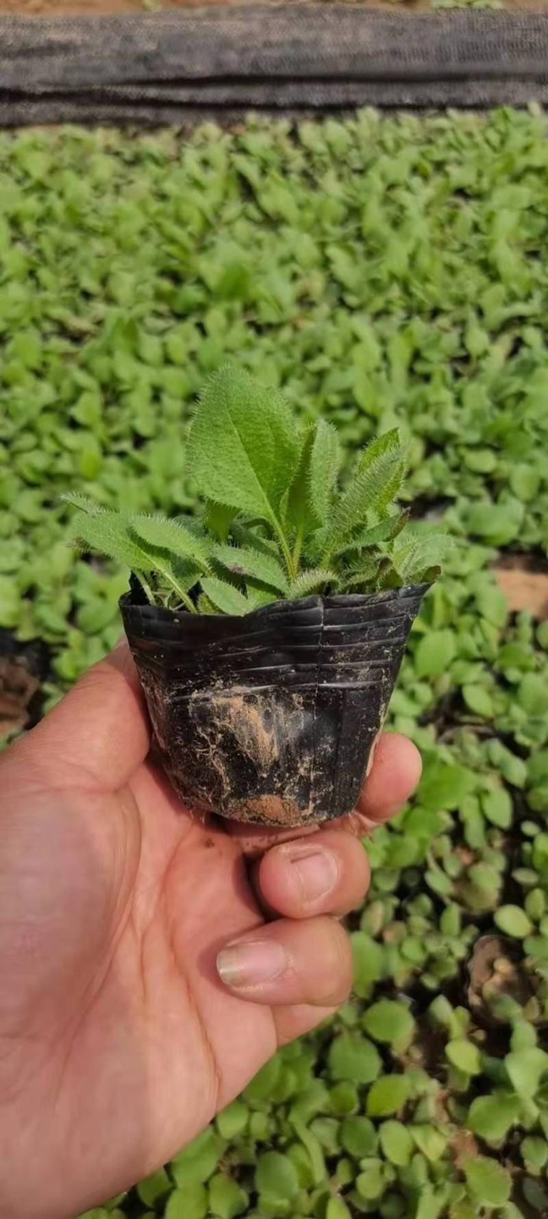 黑心菊，有双色杯，营养杯，量大，质量优。