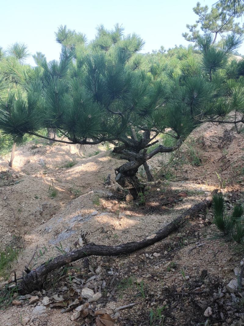 黑松桩盆景桩黑松盆景熟桩欢迎前来采购看货