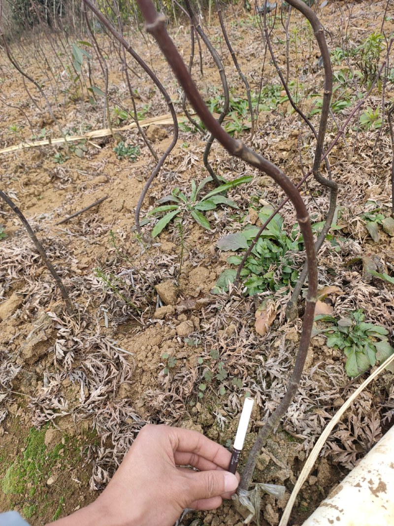 枫树苗