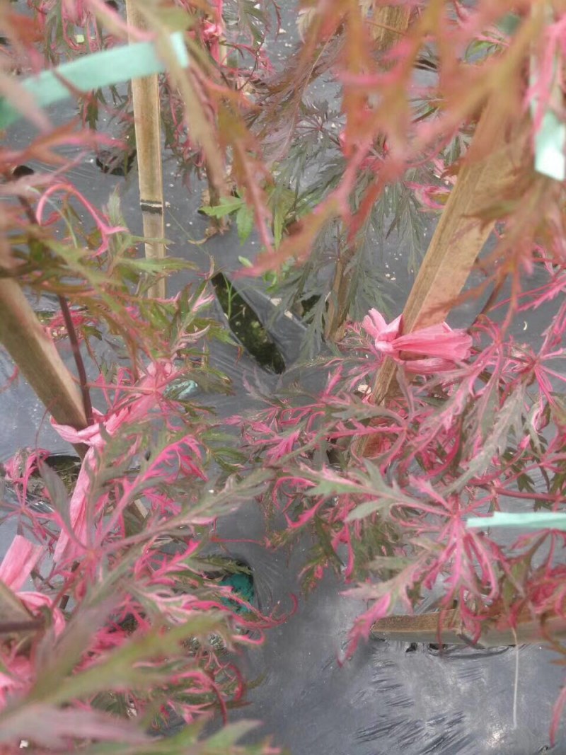 枫树苗