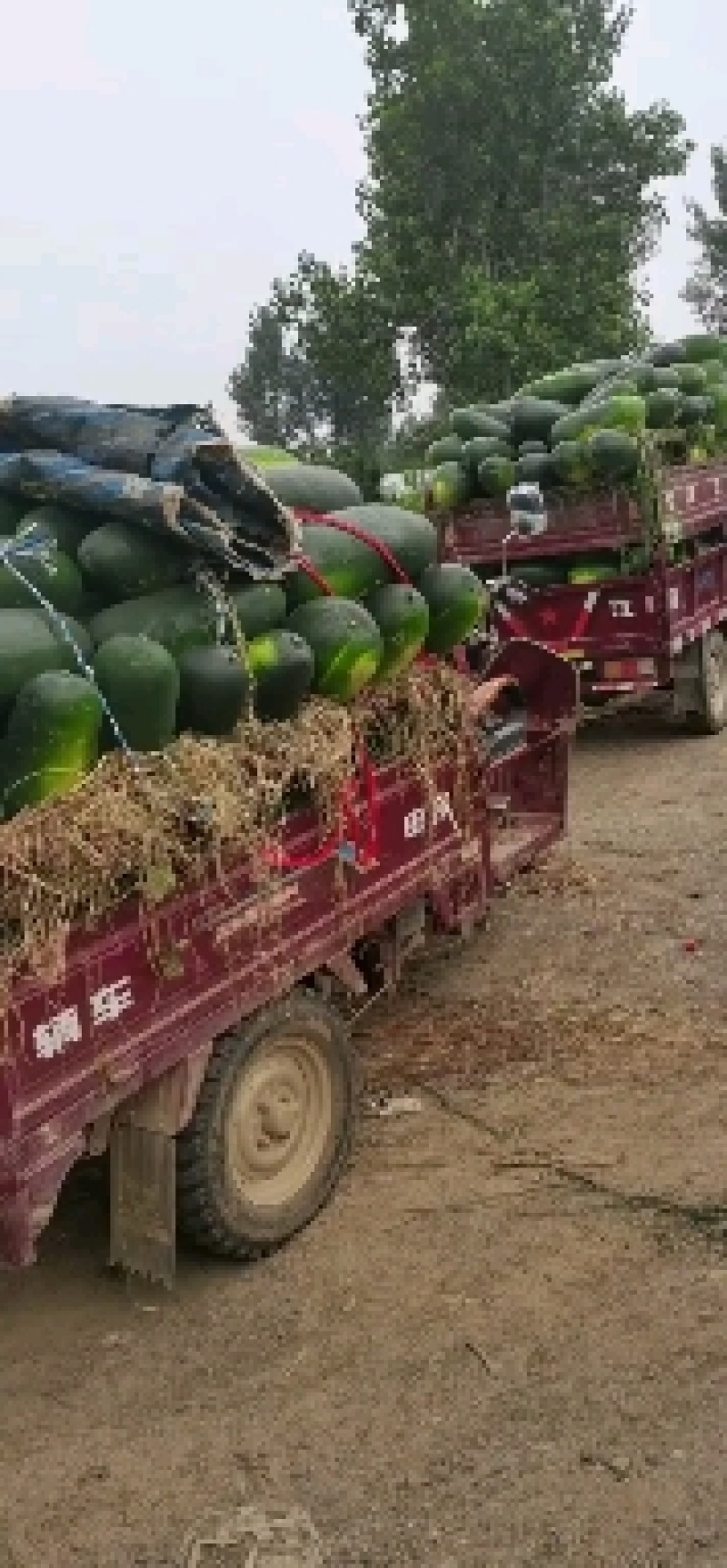 大量优质地冬瓜上市，基地直发，颜色好，条形好，耐运输