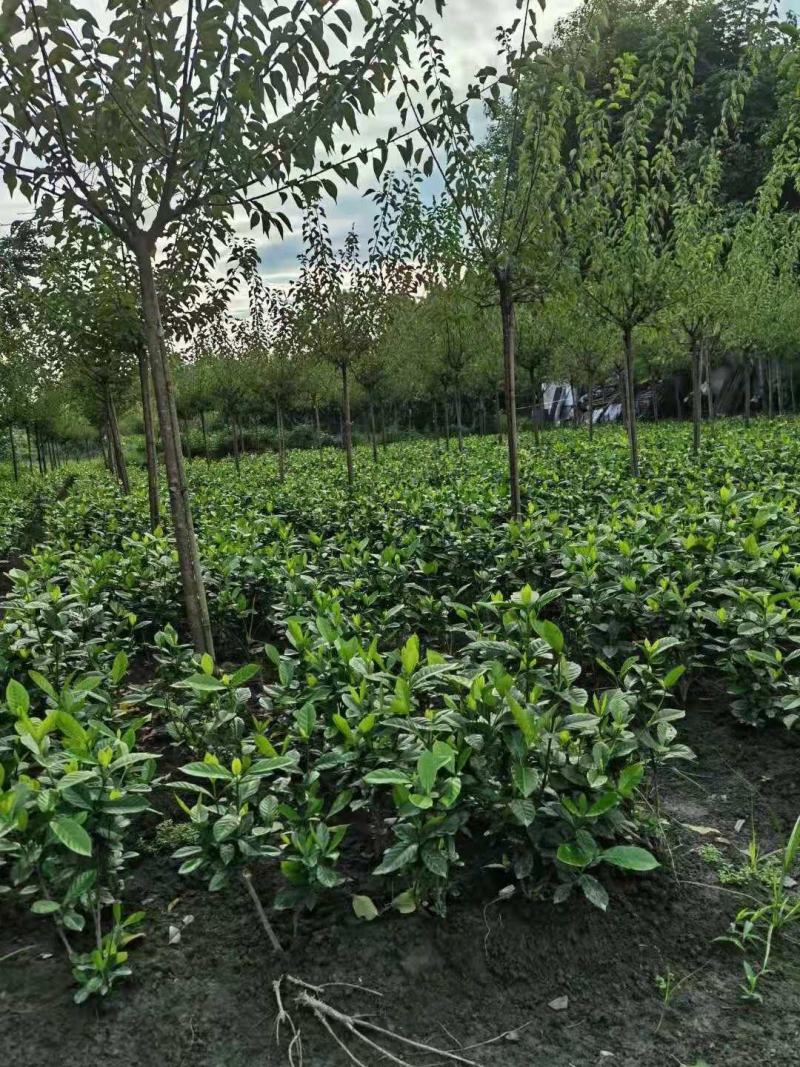 栀子花毛笼子