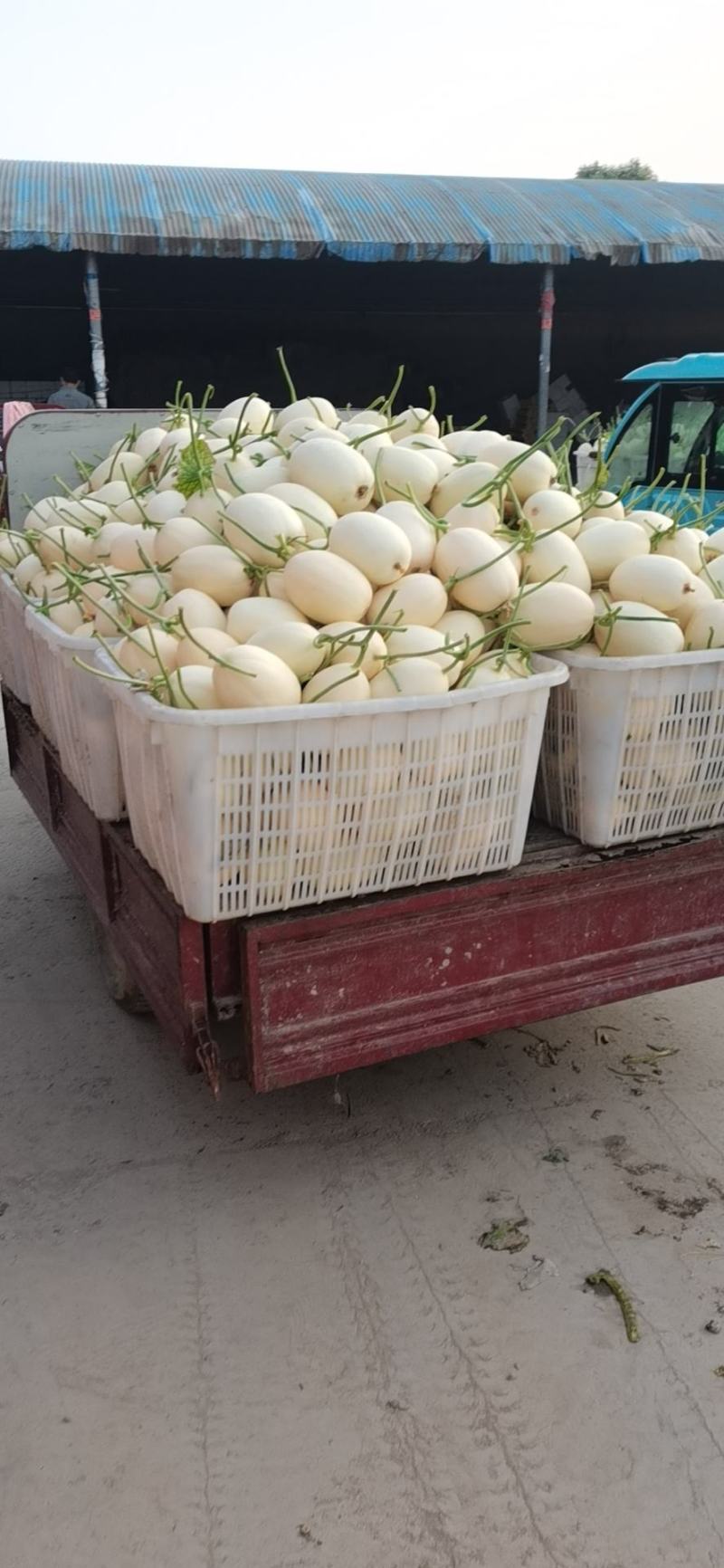 【白金密】滑县甜瓜，甜如蜜脆如梨白如玉脆甜多汁产地批发