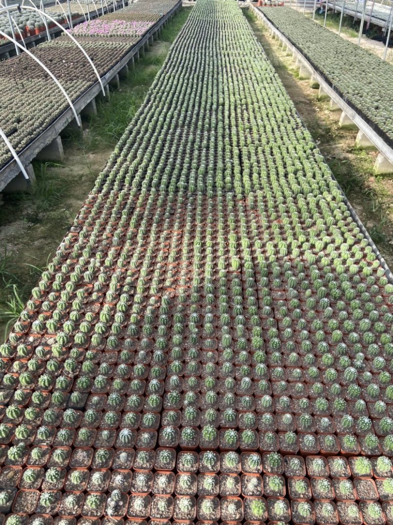 仙人球混装，各种仙人球都有小球规格，适合地毯经济
