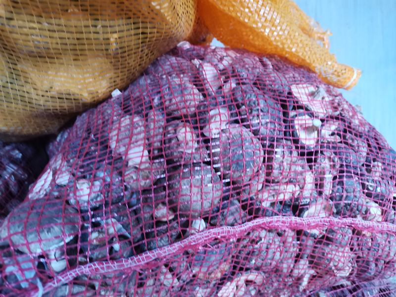 干香菇808