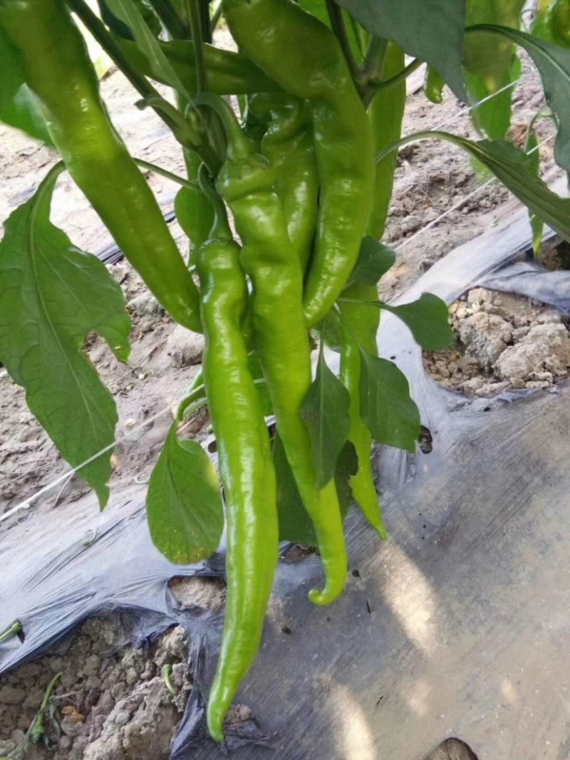 昌黎万亩尖椒大量上市，欢迎新老朋友前来选购