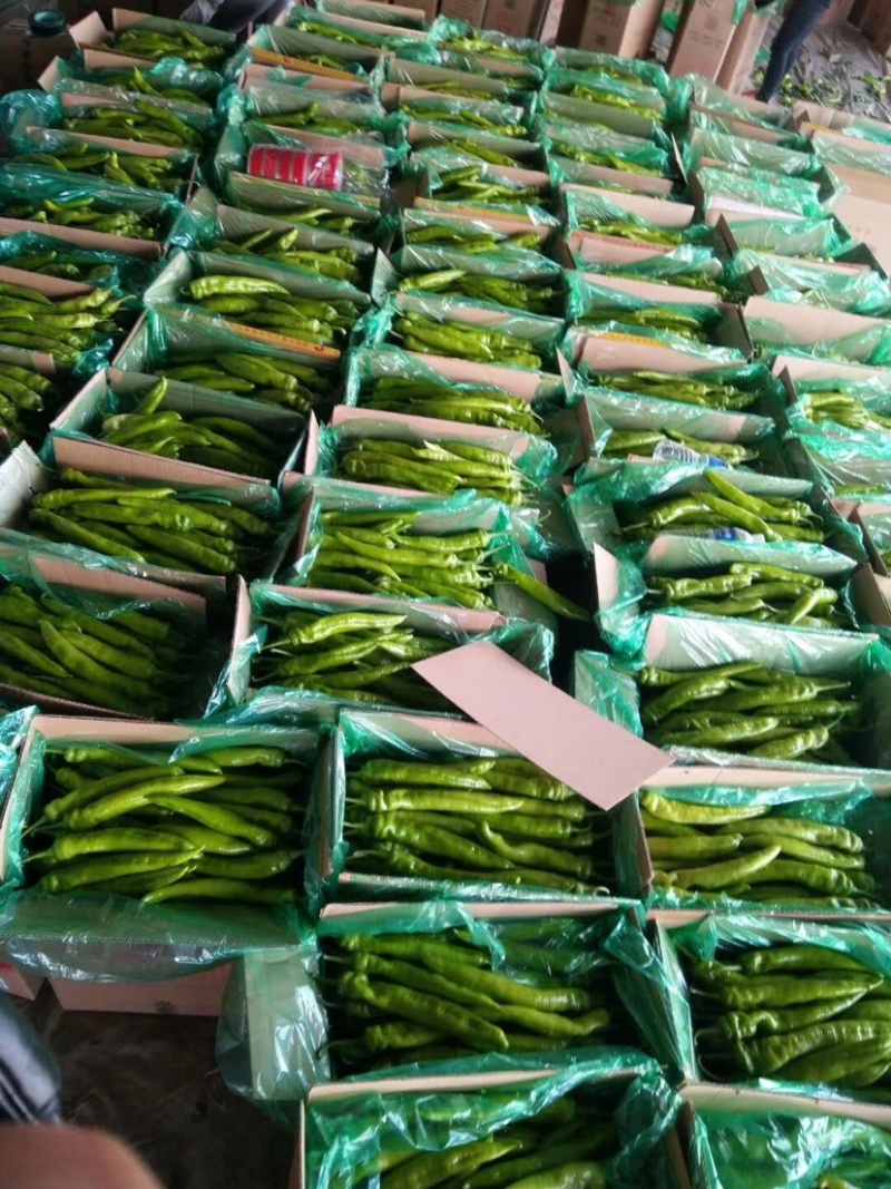 昌黎万亩尖椒大量上市，欢迎新老朋友前来选购
