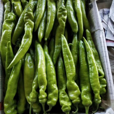 昌黎万亩尖椒大量上市，欢迎新老朋友前来选购