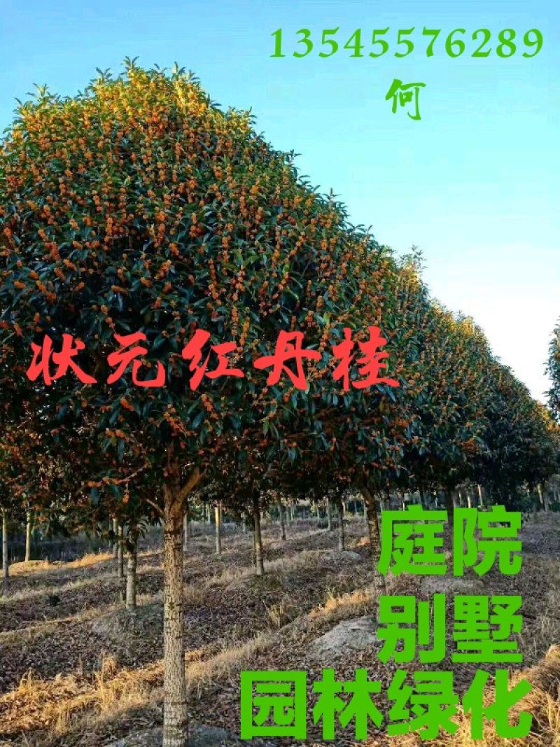 扦插培养桂花小苗金桂丹桂壮元红四季桂苗场直销