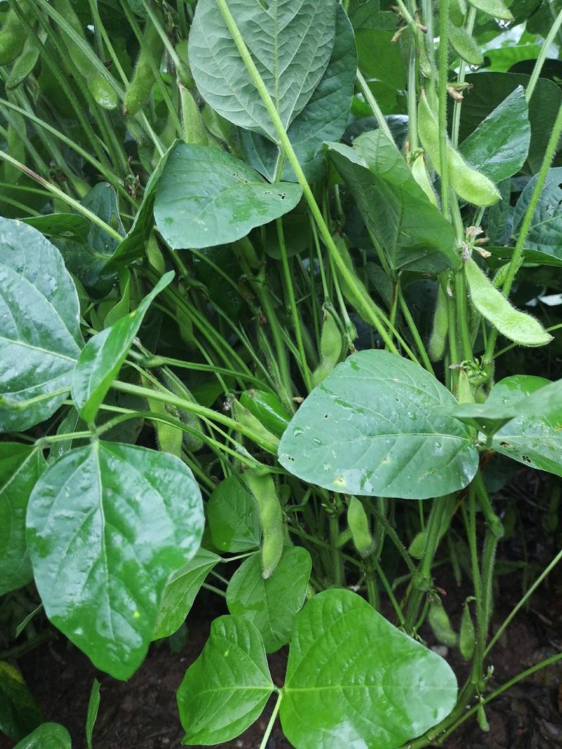 黄山歙县大青毛豆大量上需要的可以联系我，自家种植质量保证