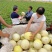 甘肃民勤银帝蜜瓜，专业代办，诚信为本，欢迎采购