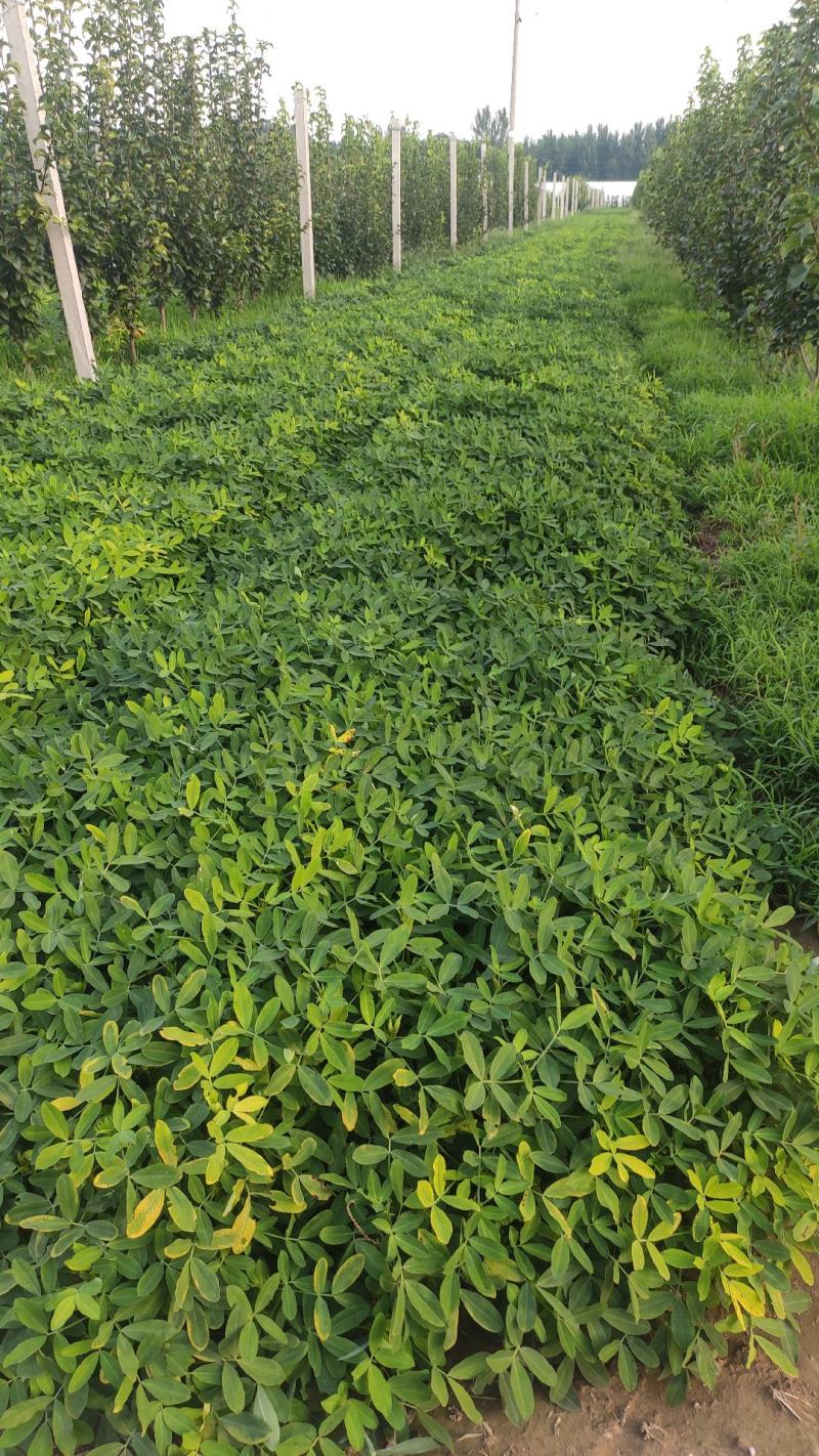 青饲料销售日期每年中秋节前后。