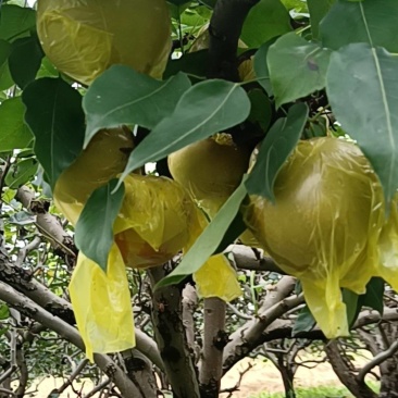 黄花梨