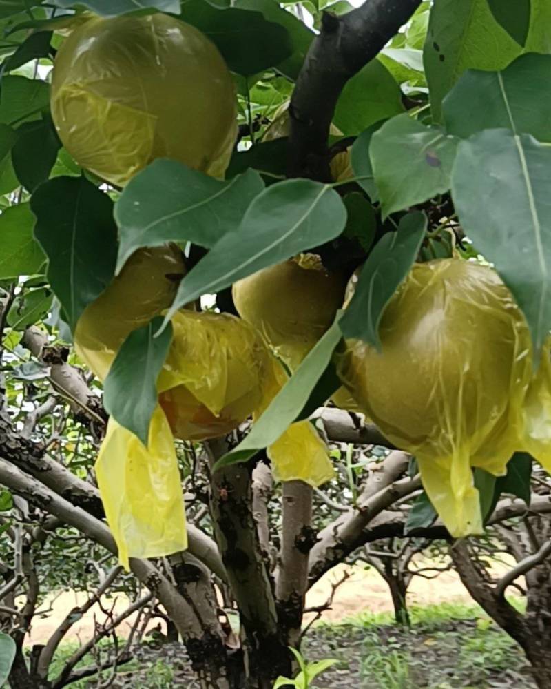 黄花梨