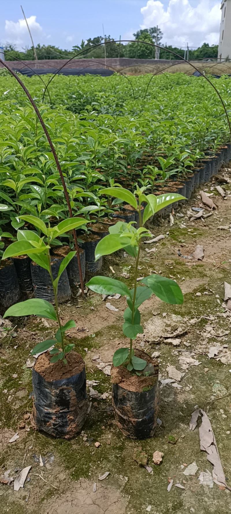 红果冬青万紫千红