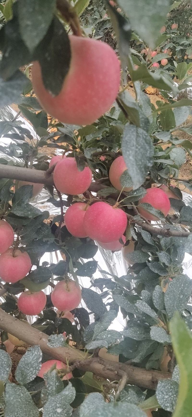 嘎啦苹果果肉饱满口感脆甜果子颜色漂亮大量有货