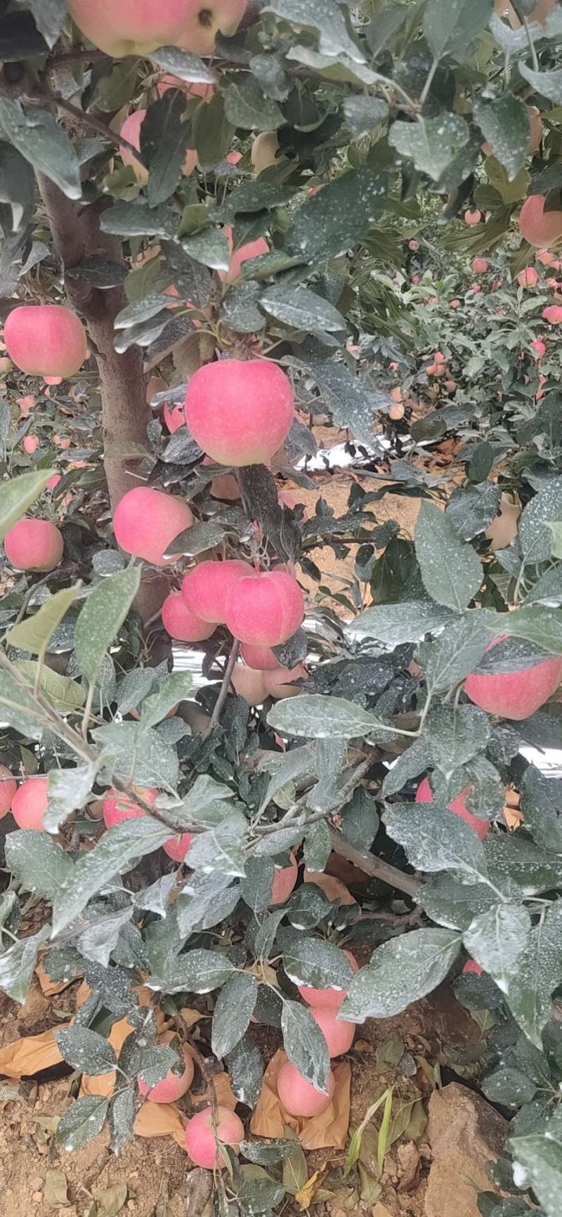 嘎啦苹果果肉饱满口感脆甜果子颜色漂亮大量有货