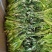 霸王花
