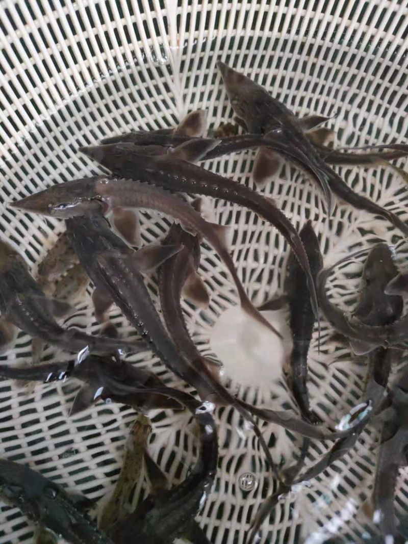 【精品】鲟鱼苗鱼场直销体格健壮易养易卖全国供应