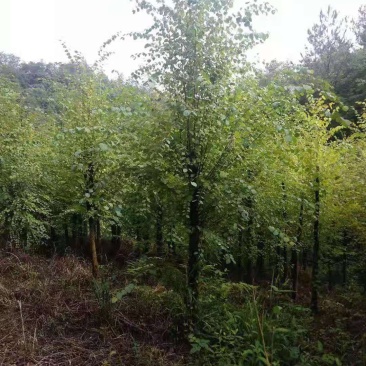 连香树/绿化苗木/乔灌木/连香树/原生态树苗/林木种苗