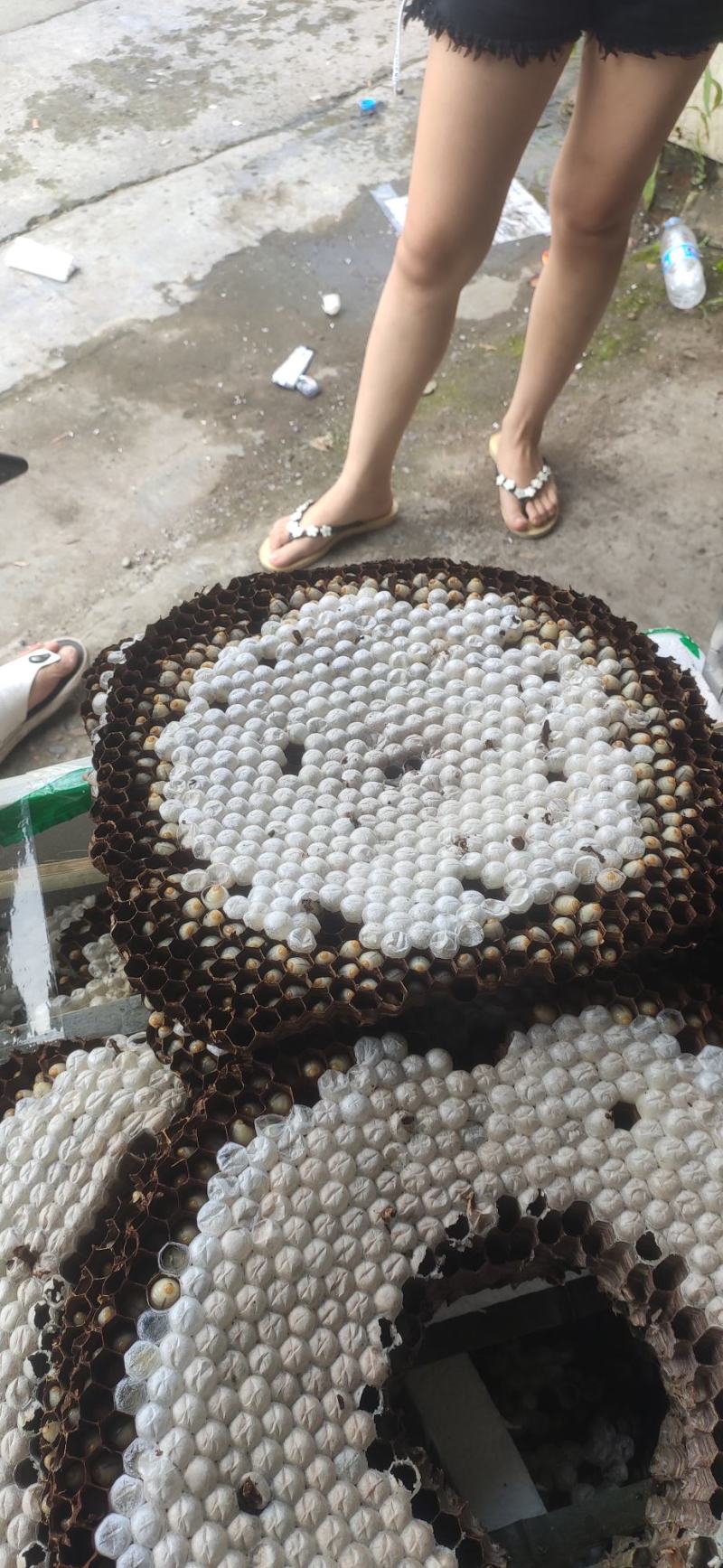 马蜂蜂蛹鲜货冻货