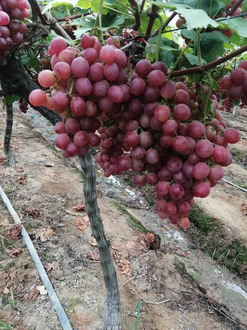 湖南红提大量上市中，欢迎各位老板前来选购