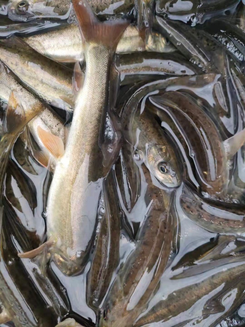 【荐】细鳞鱼裂腹鱼河阳鱼全国发货提供技术支持