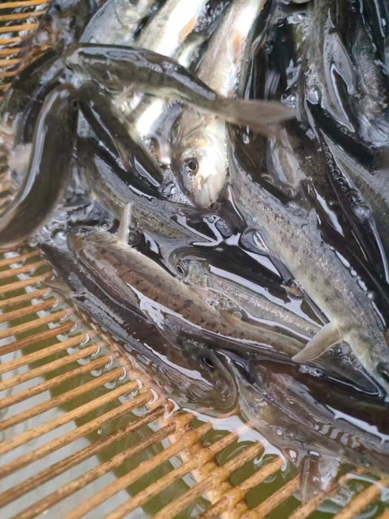 【荐】细鳞鱼裂腹鱼河阳鱼全国发货提供技术支持