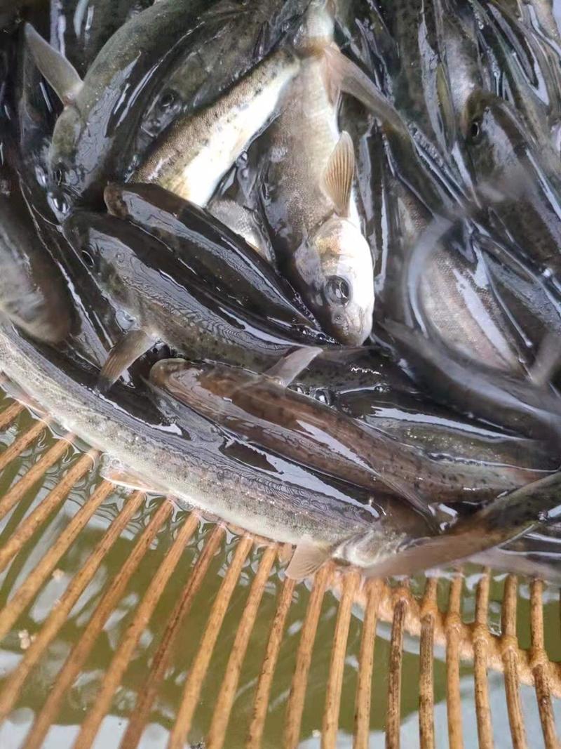 【荐】细鳞鱼裂腹鱼河阳鱼全国发货提供技术支持