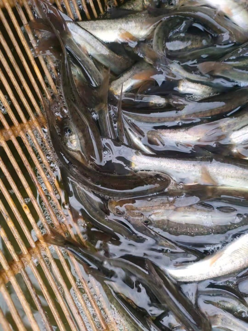 【荐】细鳞鱼裂腹鱼河阳鱼全国发货提供技术支持