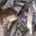 【荐】细鳞鱼裂腹鱼河阳鱼全国发货提供技术支持