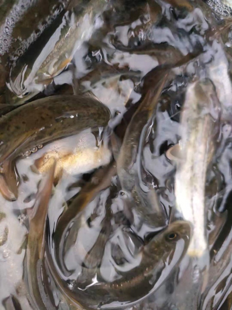 【荐】细鳞鱼裂腹鱼河阳鱼全国发货提供技术支持
