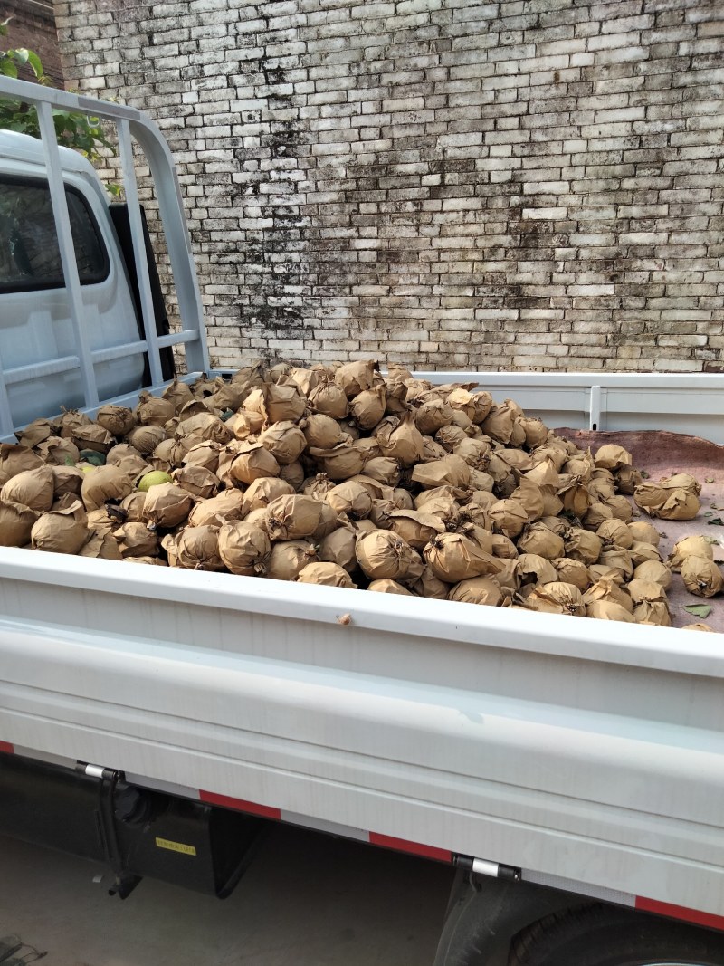 皇冠梨