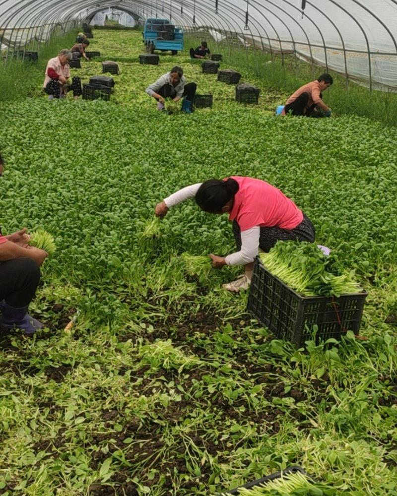 鸡毛菜