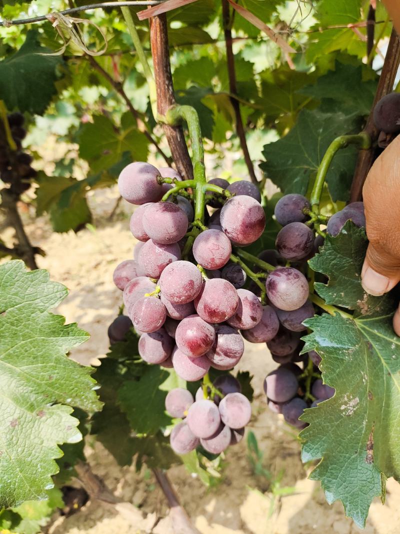 陆地巨峰葡萄，大量上市