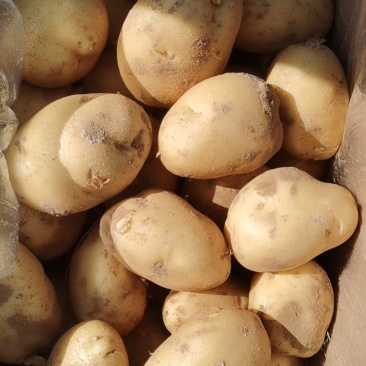 陕西黄心土豆希森6号，个头均匀，颜色漂亮量大从优