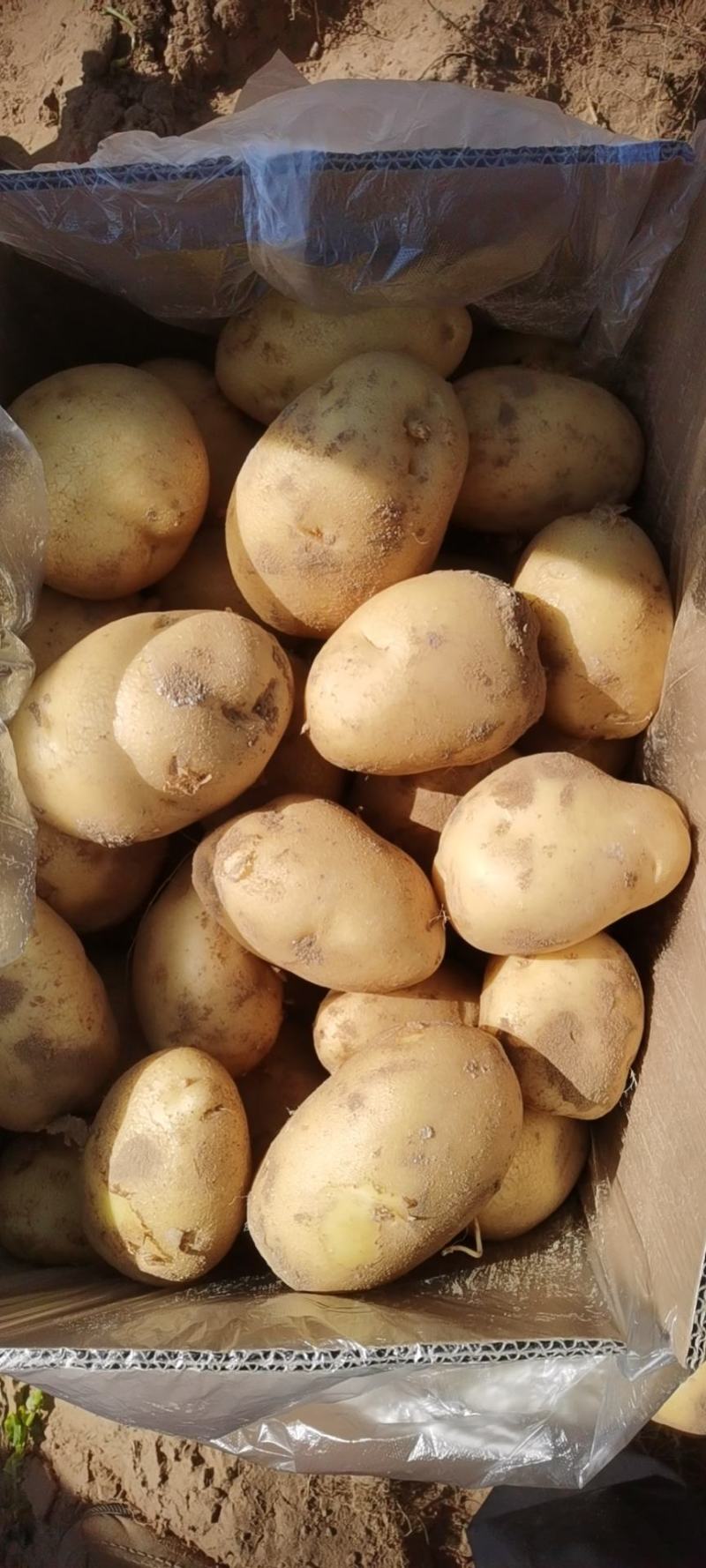 陕西黄心土豆希森6号，个头均匀，颜色漂亮量大从优