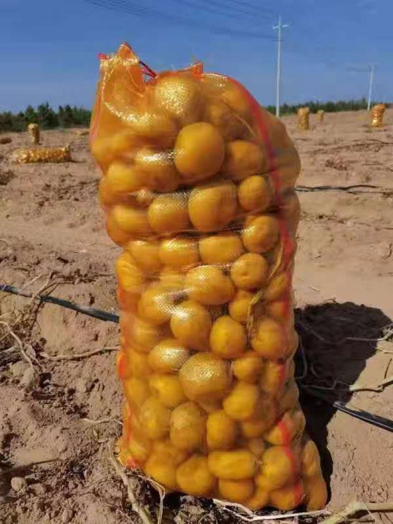 黄心，希森6.小土豆，1到3两的，2到3两的
