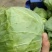 精品甘蓝手感很好黄心大白菜