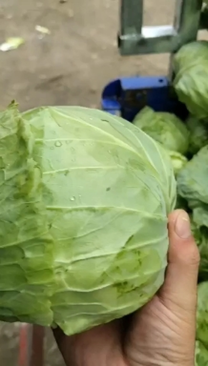 精品甘蓝手感很好黄心大白菜