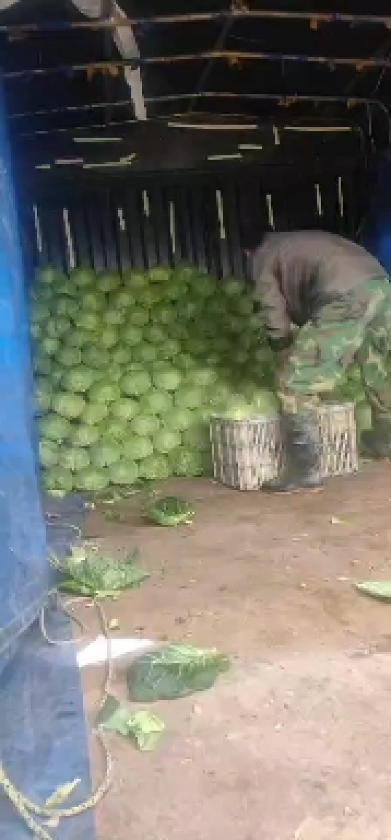 精品甘蓝手感很好黄心大白菜