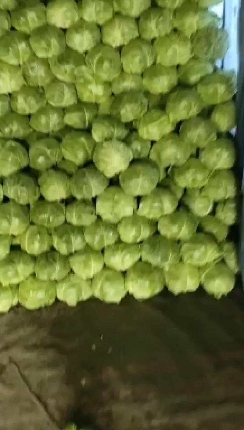 精品甘蓝手感很好黄心大白菜