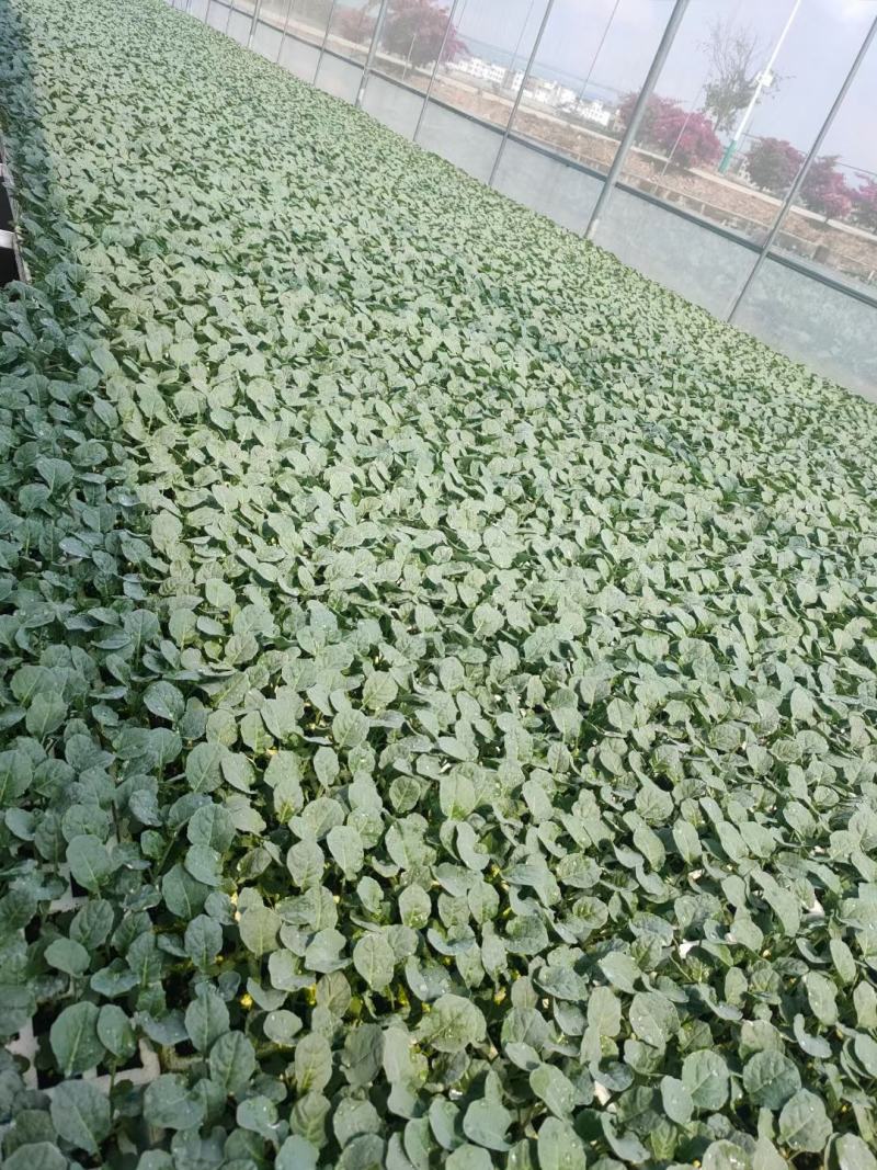 青花苗松花苗包菜苗大白菜苗娃娃菜苗