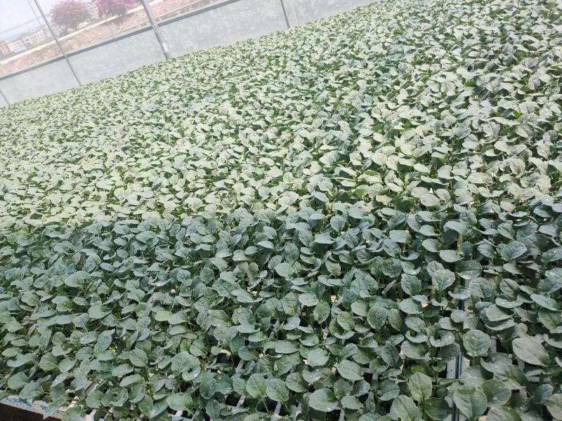 青花苗松花苗包菜苗大白菜苗娃娃菜苗