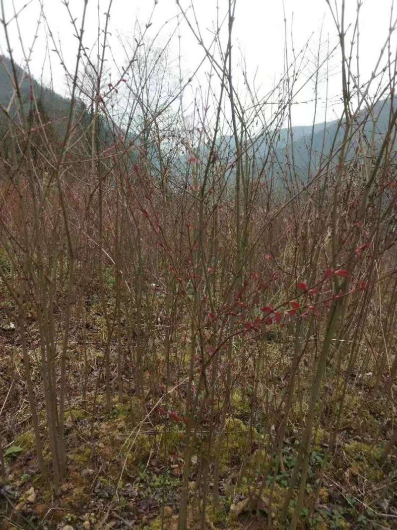 连香树/绿化苗木/乔灌木/连香树树苗/原生态树苗/林木