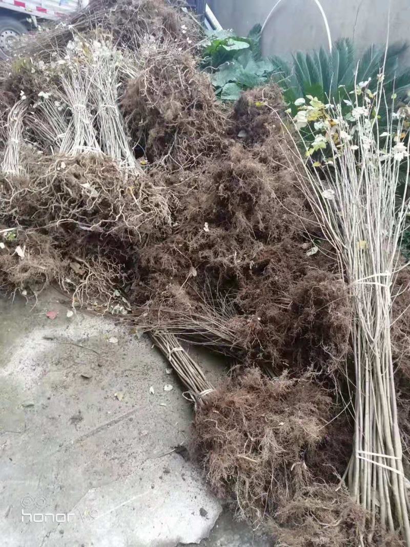 连香树/绿化苗木/乔灌木/连香树树苗/原生态树苗/林木