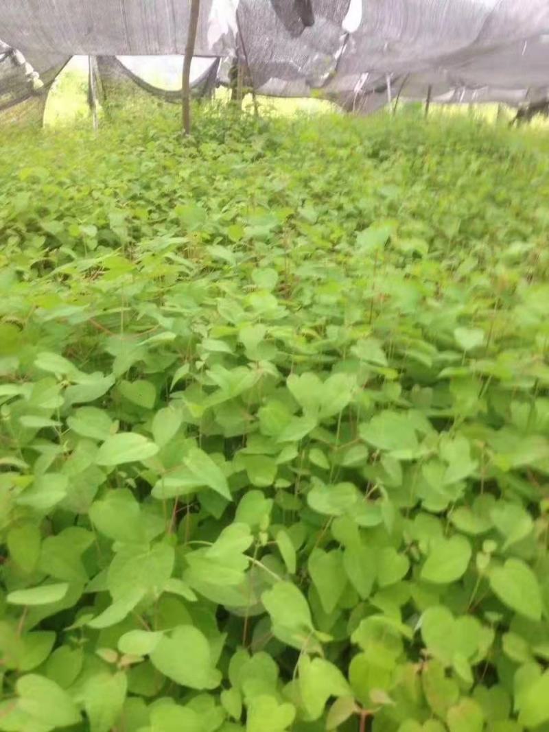 连香树/绿化苗木/乔灌木/连香树树苗/原生态树苗/林木